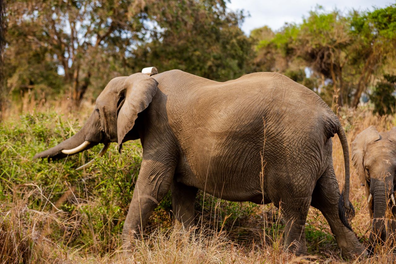 African elephants on safari — adult elephant grazing in savanna vegetation beside a calf