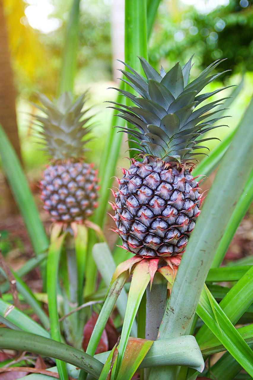 Pineapple growing on a Zanzibar spice farm — tropical fruit, green leaves, agricultural tour