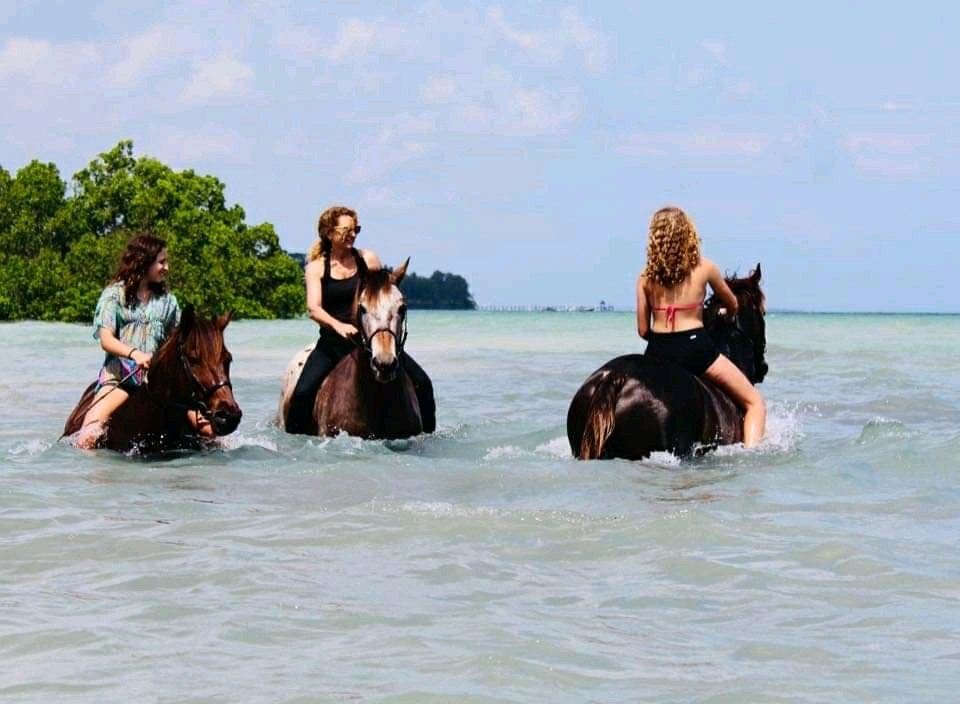 People riding horses in the ocean — clear blue water, tropical trees in background, sunny day