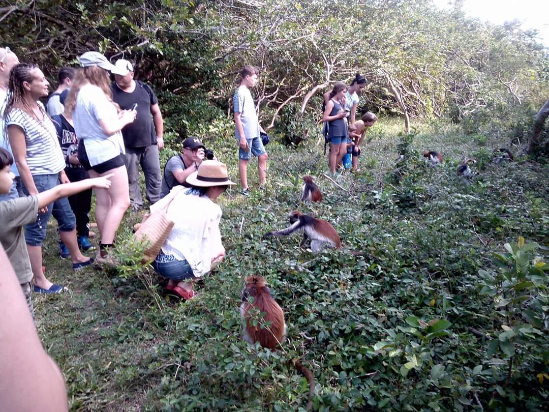 Jozani Forest National Park — red colobus monkeys, tourists observing, lush vegetation