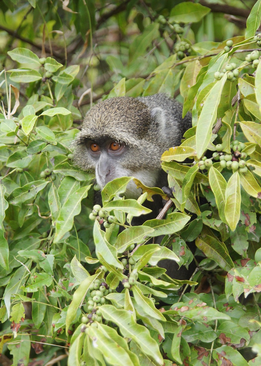 Sykes' monkey in Jozani Forest — grey fur, orange eyes, dense green foliage, wild habitat