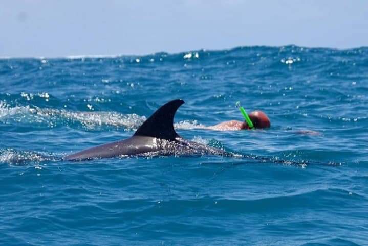 Dolphin swimming next to a snorkeler — Kizimkazi, Zanzibar, marine wildlife