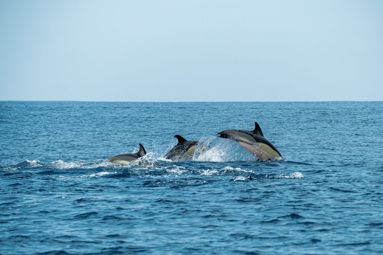 Dolphins jumping in Indian Ocean — Kizimkazi morning trip