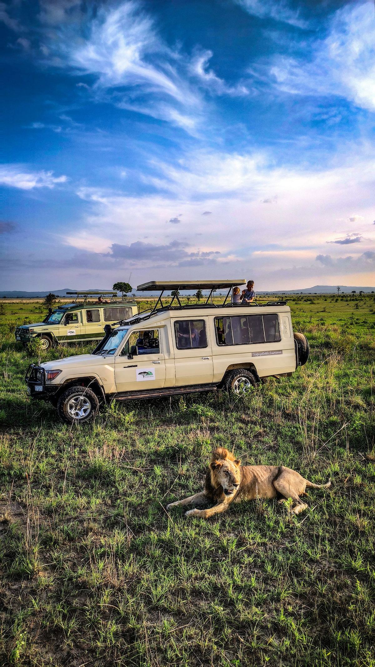 Lion resting near safari vehicle — male lion, open-roof land cruiser, mikumi national park savanna