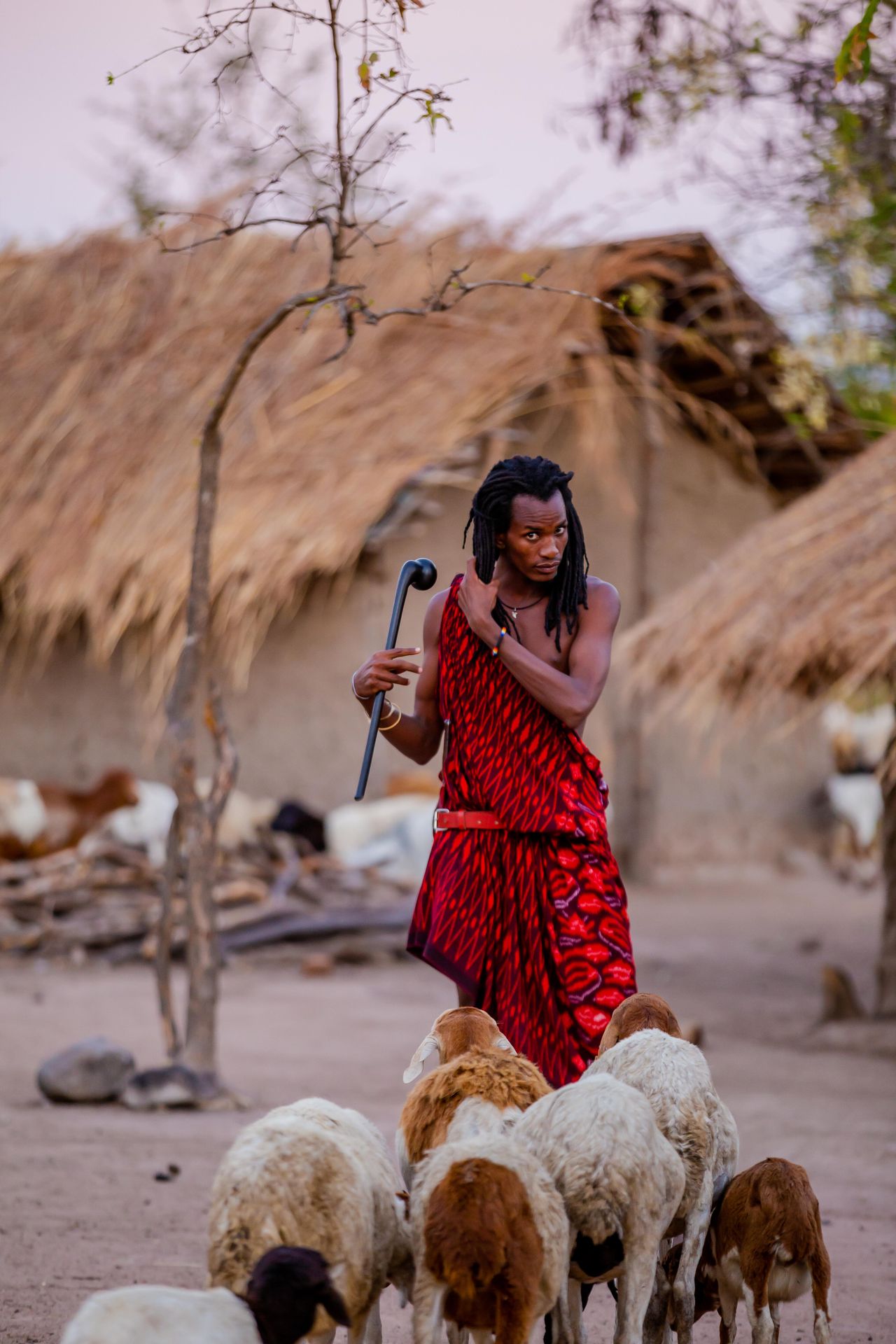 Maasai man in traditional red shúkà — holding rungu club, tending herd of sheep near thatched village huts