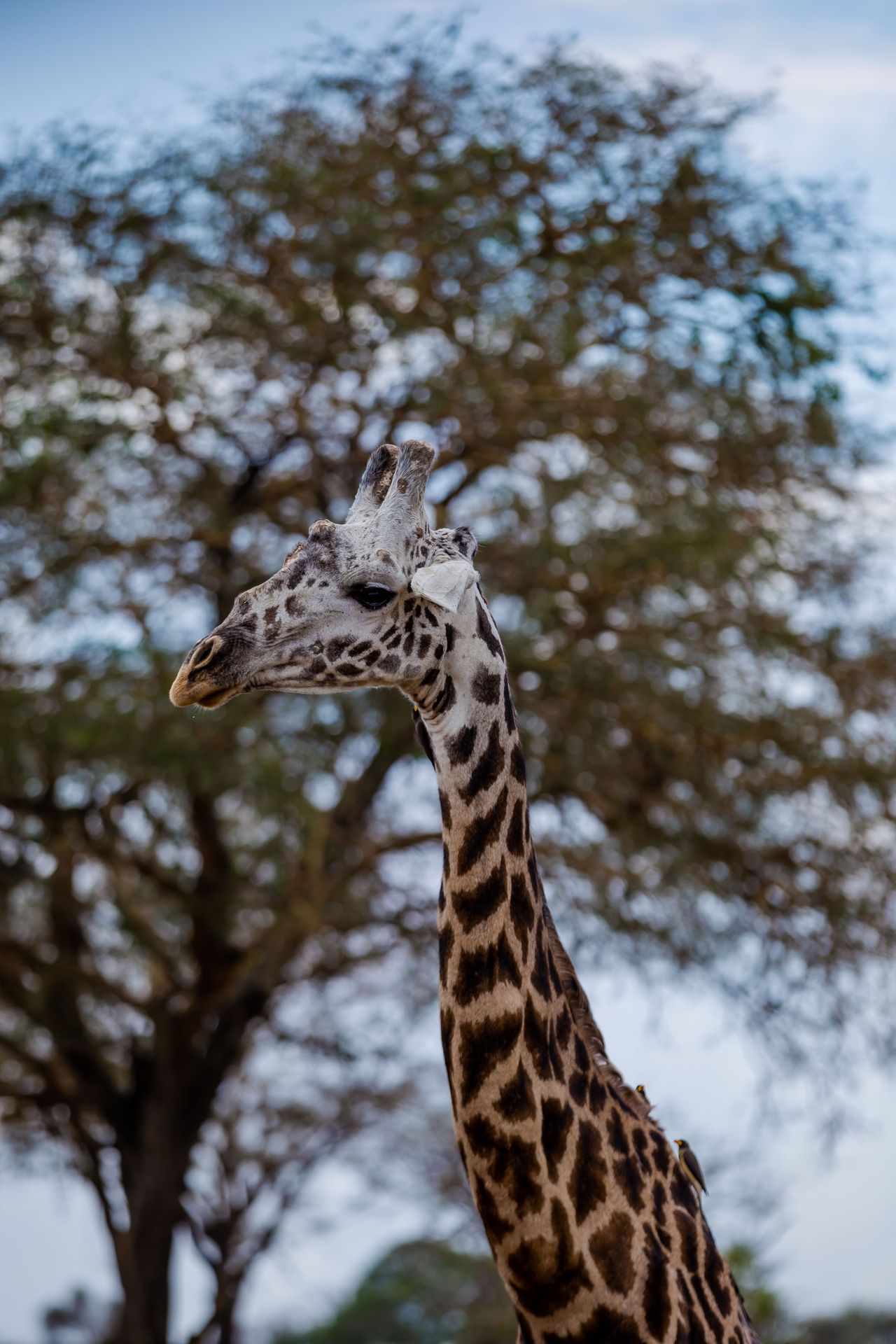 Masai giraffe close-up — long neck, spotted pattern, acacia trees in background