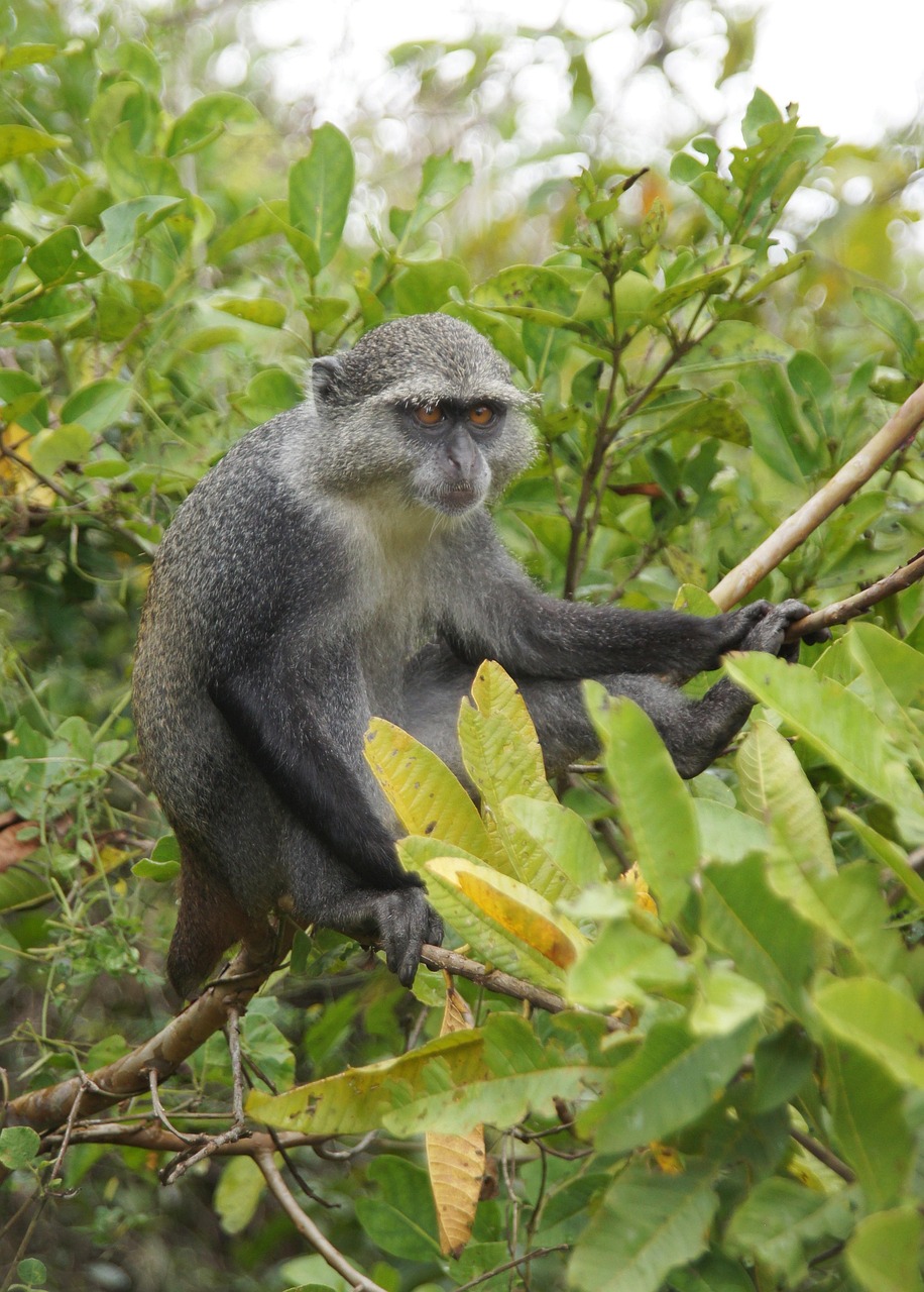 Sykes' monkey in Jozani Forest — grey fur, orange eyes, sitting on tree branch among green leaves