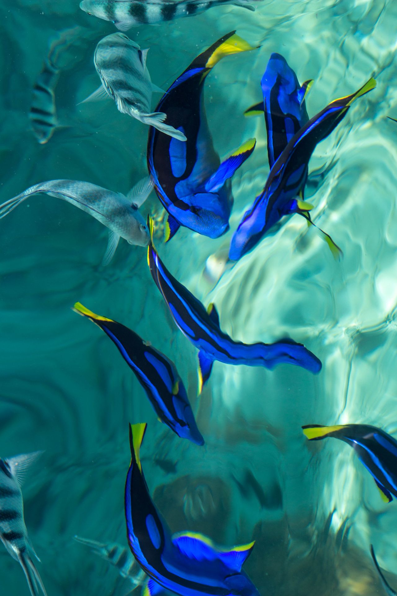 Mnemba Atoll snorkeling — blue tang fish, sergeant major fish, crystal clear turquoise water