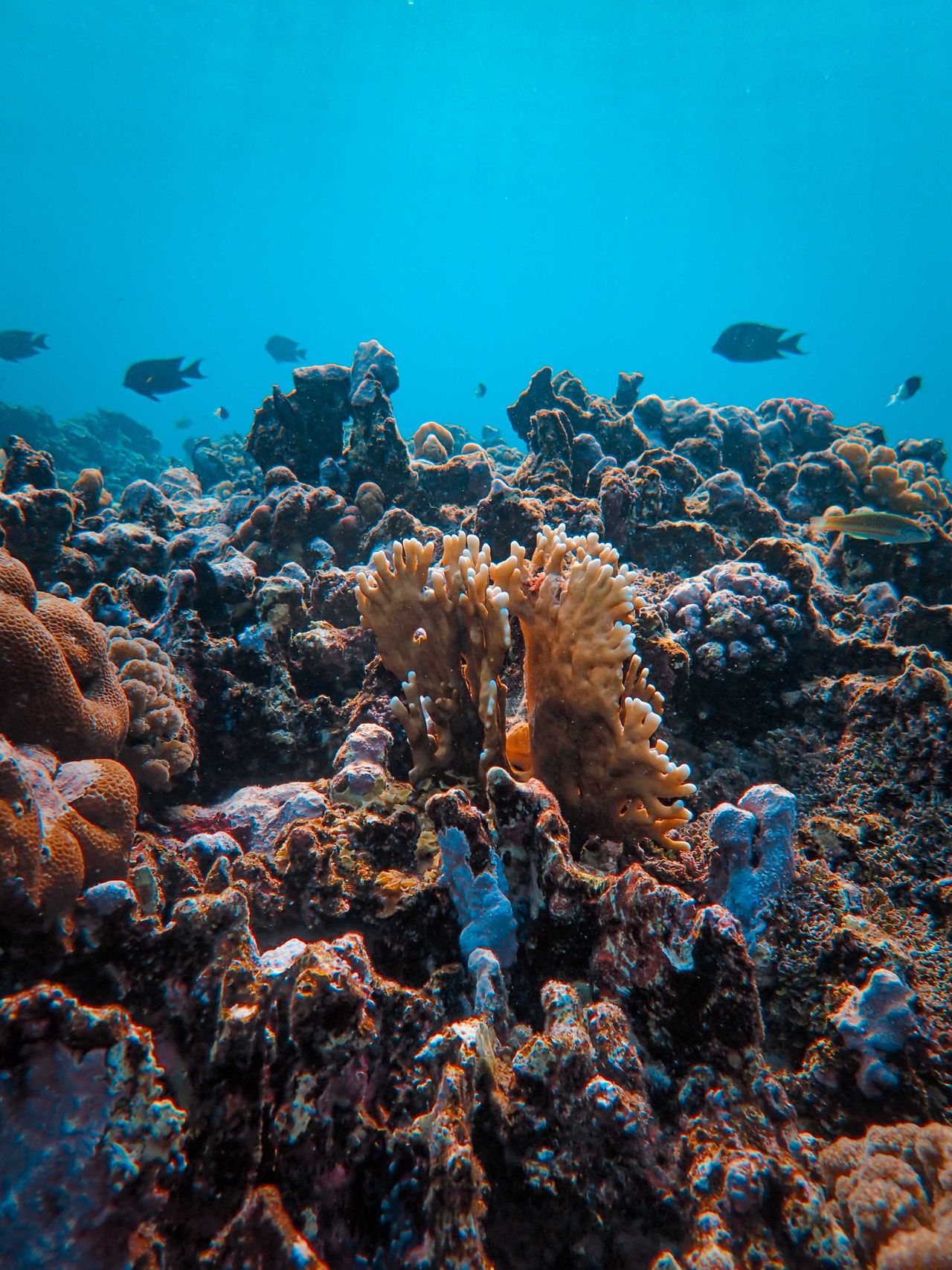 Mnemba Atoll snorkeling — tropical fish over the coral reef, underwater view two
