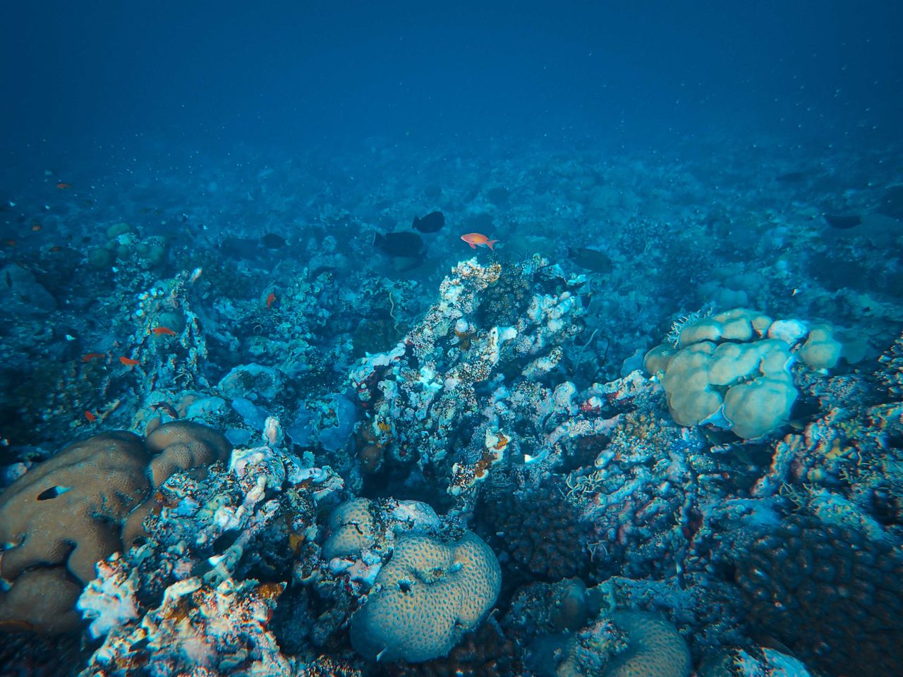 Mnemba Atoll snorkeling — colorful coral reef, healthy fish population, clear blue Indian Ocean water