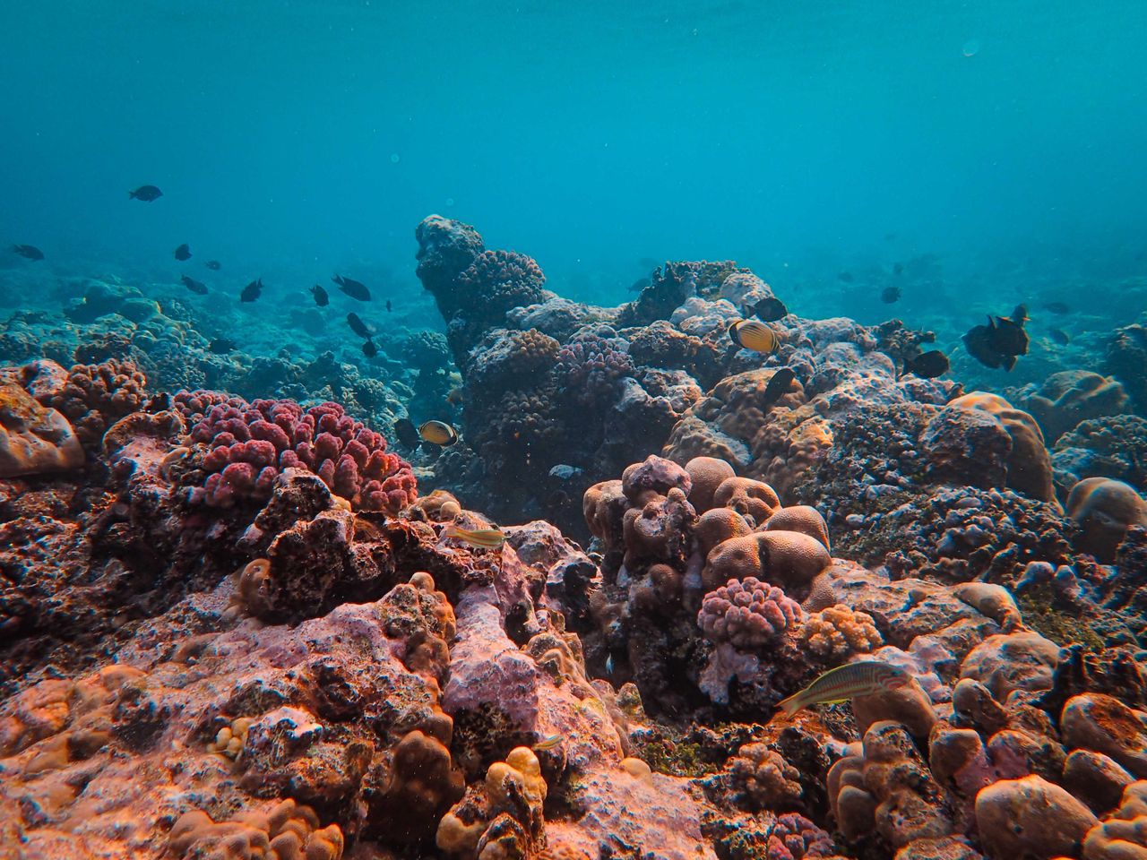 Mnemba Atoll snorkeling — tropical fish over the coral reef, underwater view five