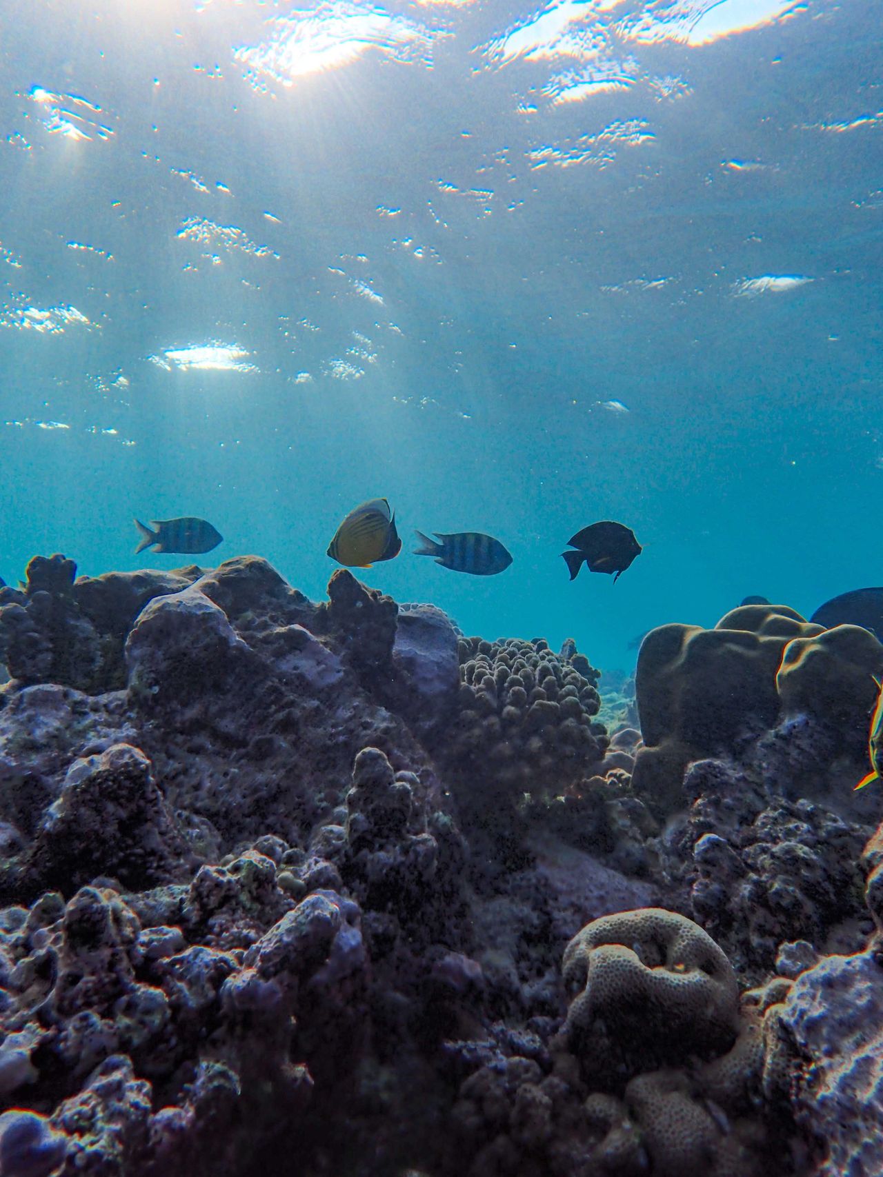 Mnemba Atoll snorkeling — tropical fish, vibrant coral reef, clear turquoise water