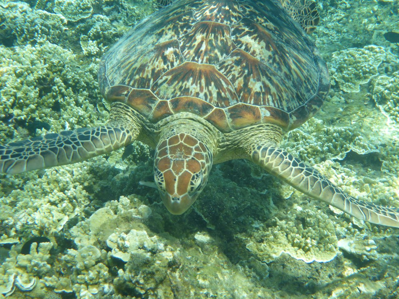 Mnemba Atoll snorkeling — green sea turtle, colorful coral reef, healthy fish population