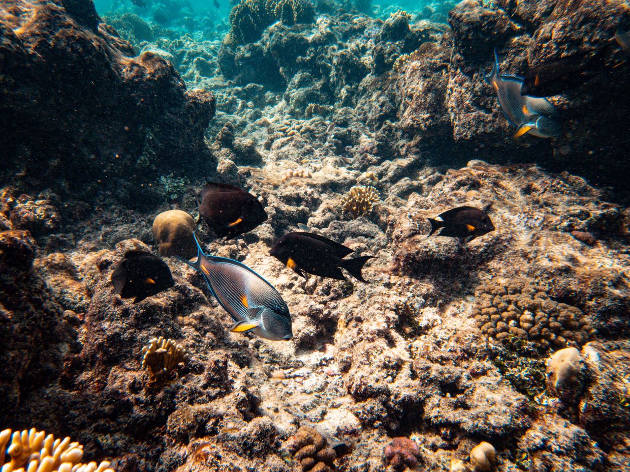 Mnemba Atoll snorkeling — surgeonfish, colorful coral reef, diverse marine life