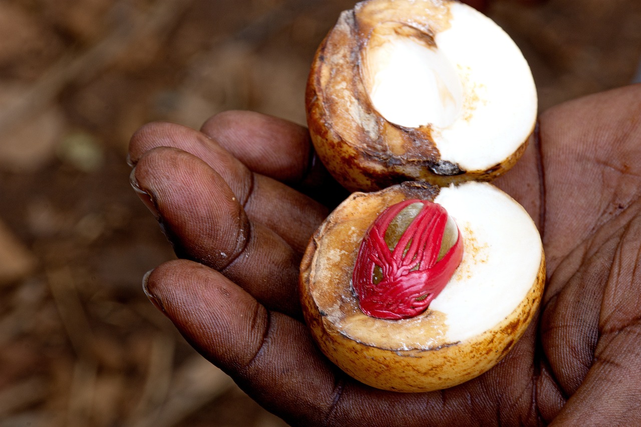 Nutmeg fruit on hand — mace, nutmeg seed, spice farm Zanzibar