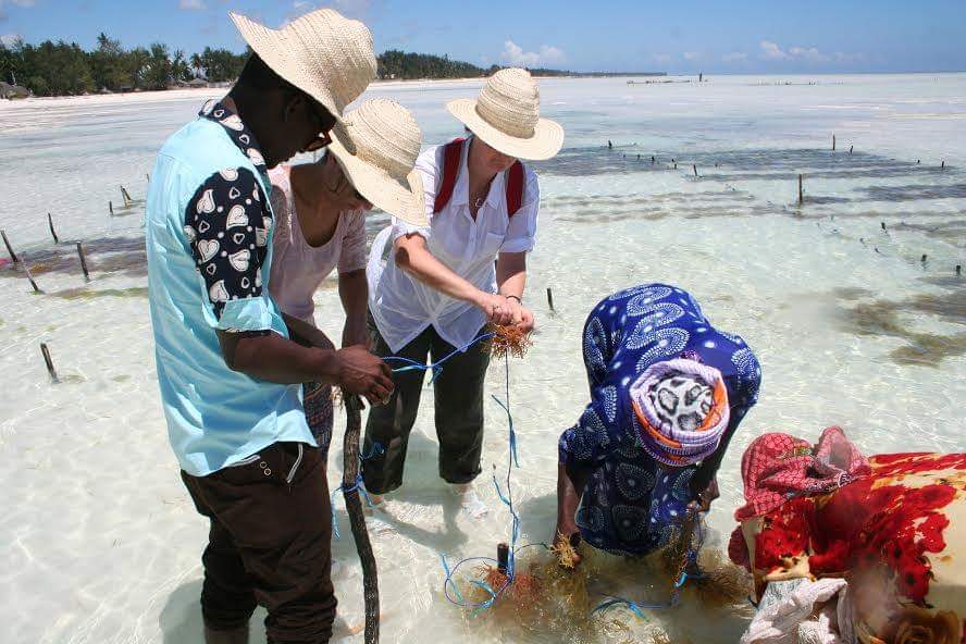 People harvesting seaweed on Zanzibar coast — shallow water, farming ropes, local women and guide